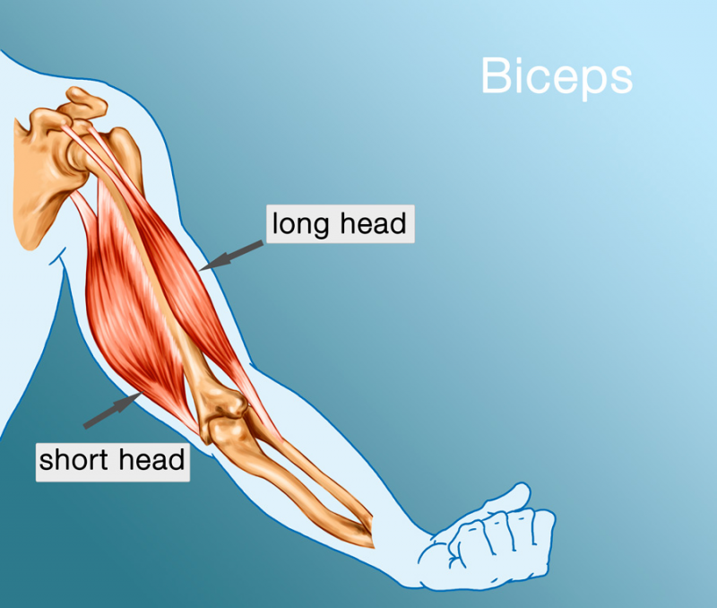 biceps-anatomy[1].png