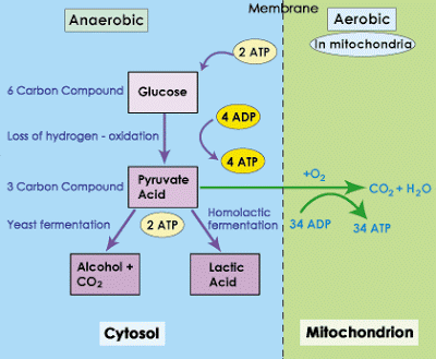 Schematic simplification of the anaerobic and aerobic pathway.png