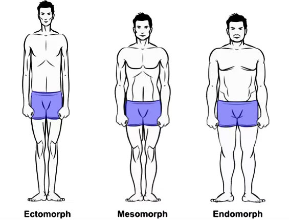 Somatotypes-and-body-shape[1].jpg