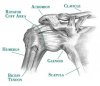 Shoulder_Anatomy_Pict.jpg